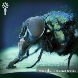 [candl13] Microfly - Format Brain:\