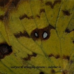 [OTR058] Seetyca & Etheocles Stevens - Sulphur IV
