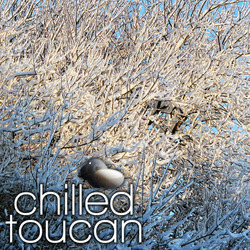 [swm105] John Dalling  - Chilled Toucan