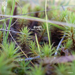 [candl29] Avet - Small world EP