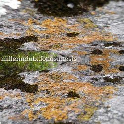 [Mixotic 161] Millerindub - Fotosintesis
