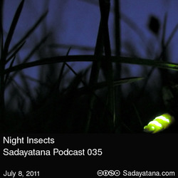 [sadayatana035] Night Insects